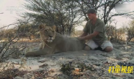 人与动物视频,人类视角下的情感与智慧